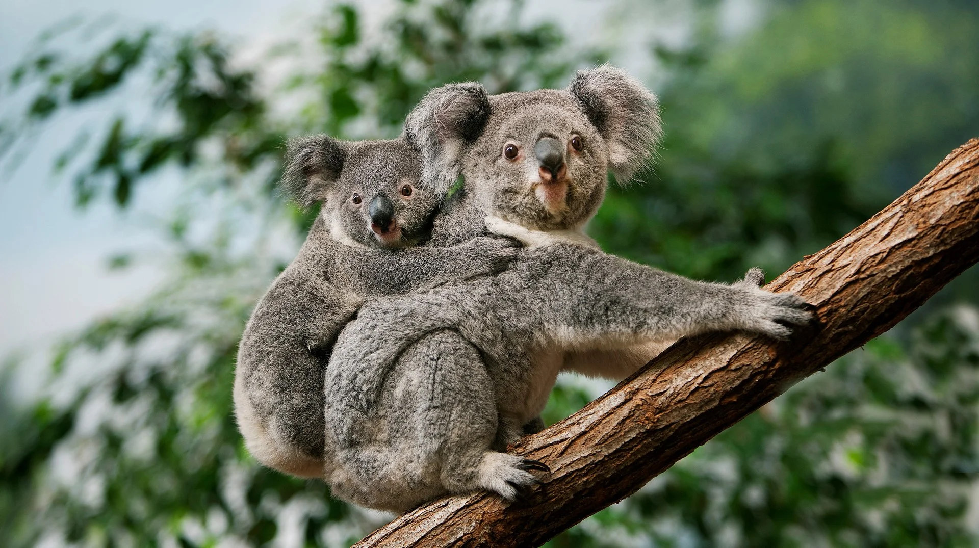 Unforgettable Stories of Animals That Touched Our Hearts