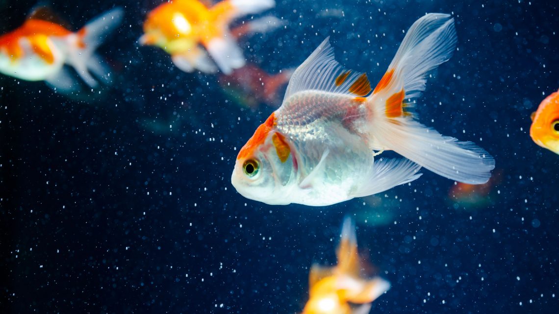 Caring for Fish: Tips and Techniques for a Healthy Aquarium