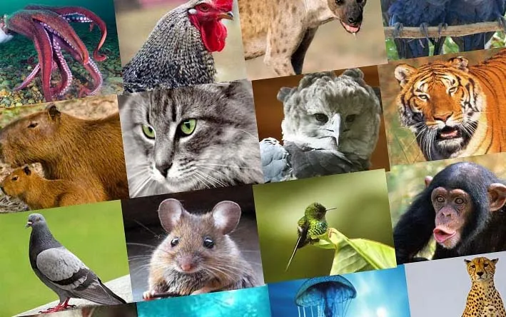 The Animal World: Exploring the Wonders of Nature