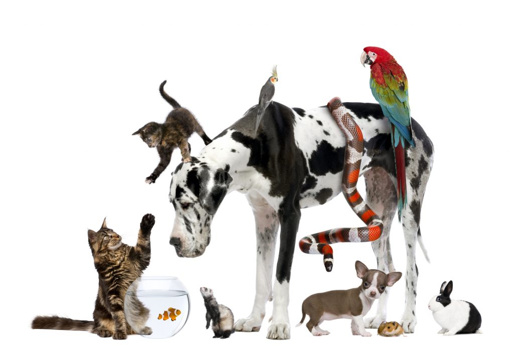 The World of animals: Varieties and Care