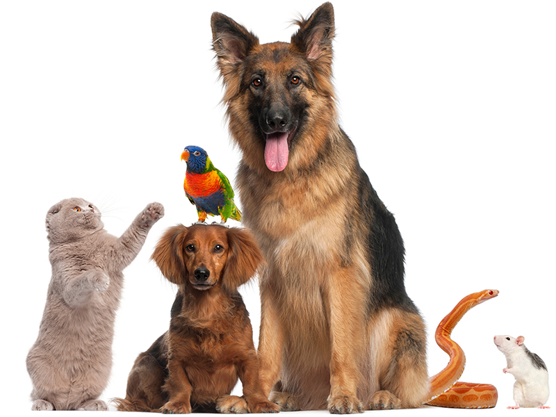 Pets at Home: Responsibility and Fun