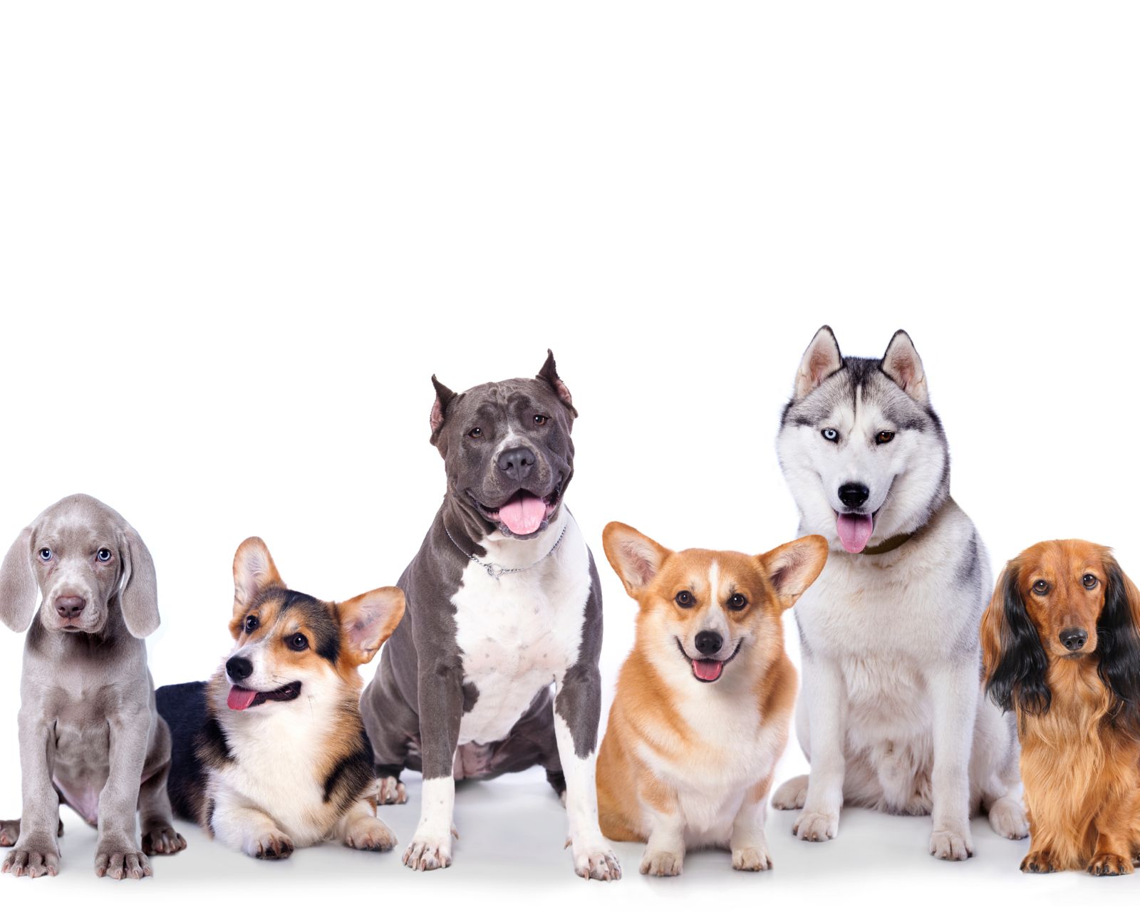 Pedigree Dogs: Characteristics and Needs of Purebred Breeds