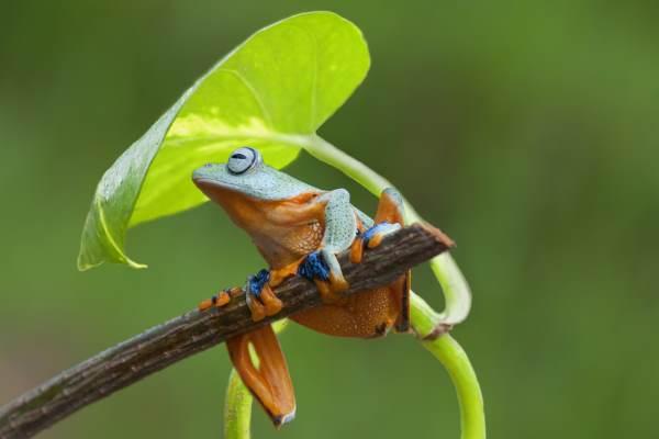 Diversity and Life: Exploring the Fascinating World of Animals