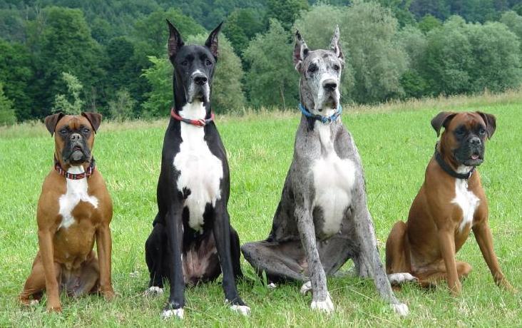 Large Dogs: Care and Training for Big Breeds