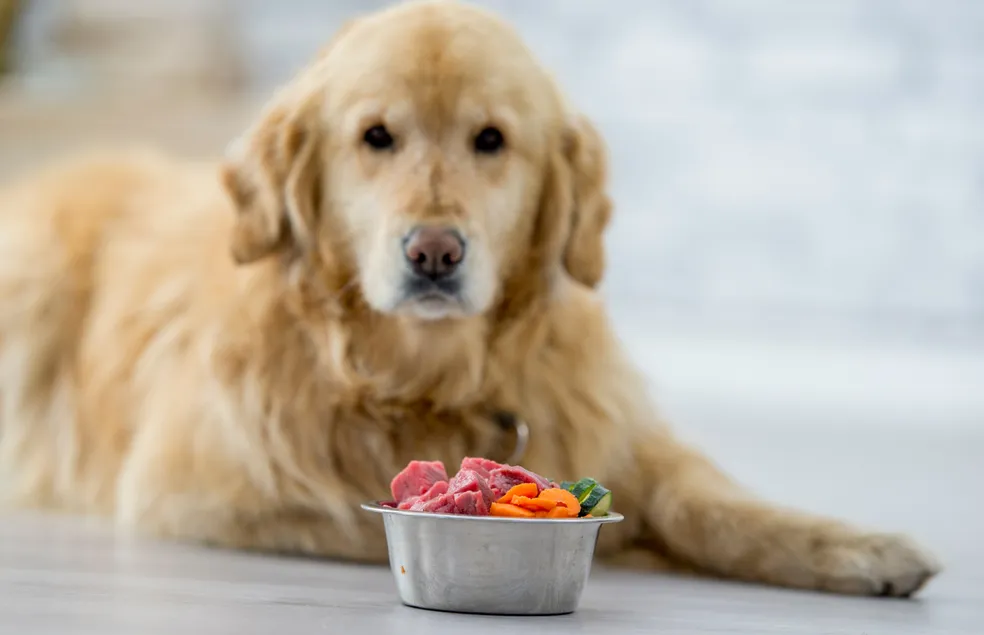 Balanced Nutrition for Dogs and Cats