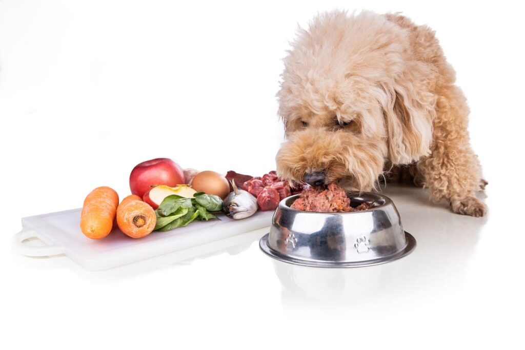 Healthy Nutrition for Your Pet