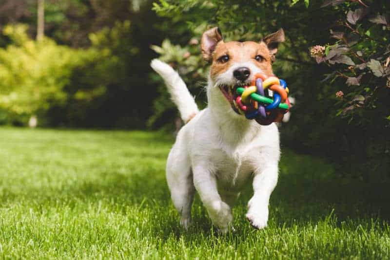 The Secret to Obedient Animals