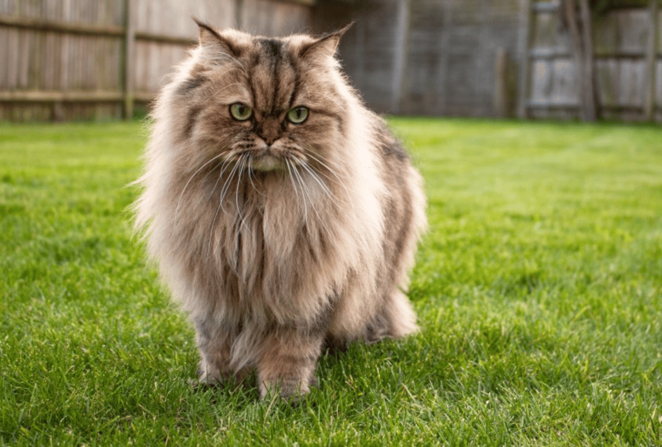 Pedigree Cats: Characteristics and Care for Purebred Felines