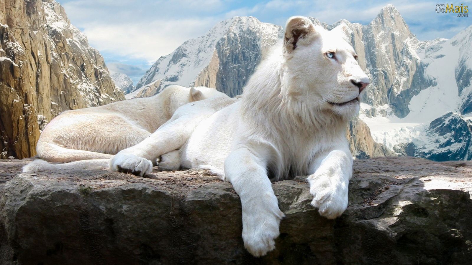 Getting to Know Animals: A Journey into the Natural World