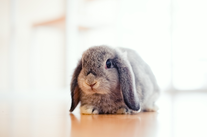 Domestic Rabbits: Care and Nutrition for Your Furry Friend