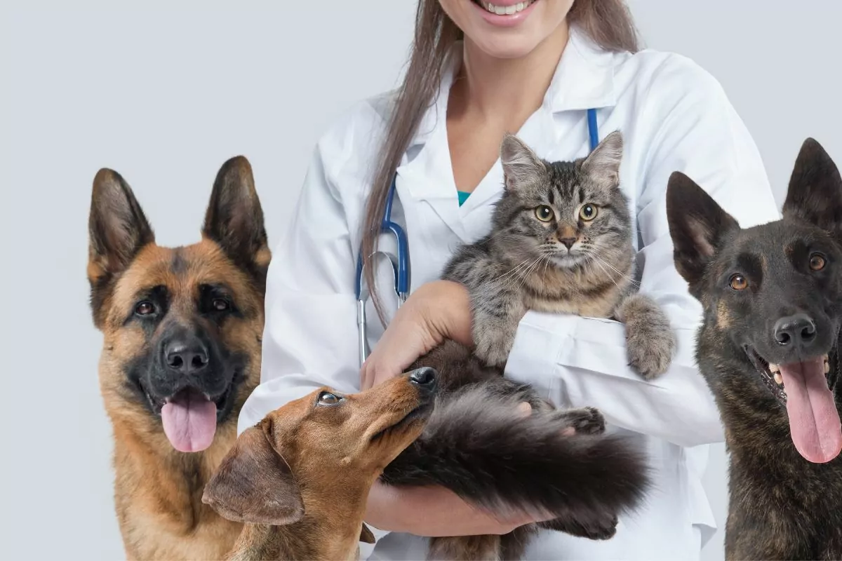 Care and Love: Tips for Domestic Pets