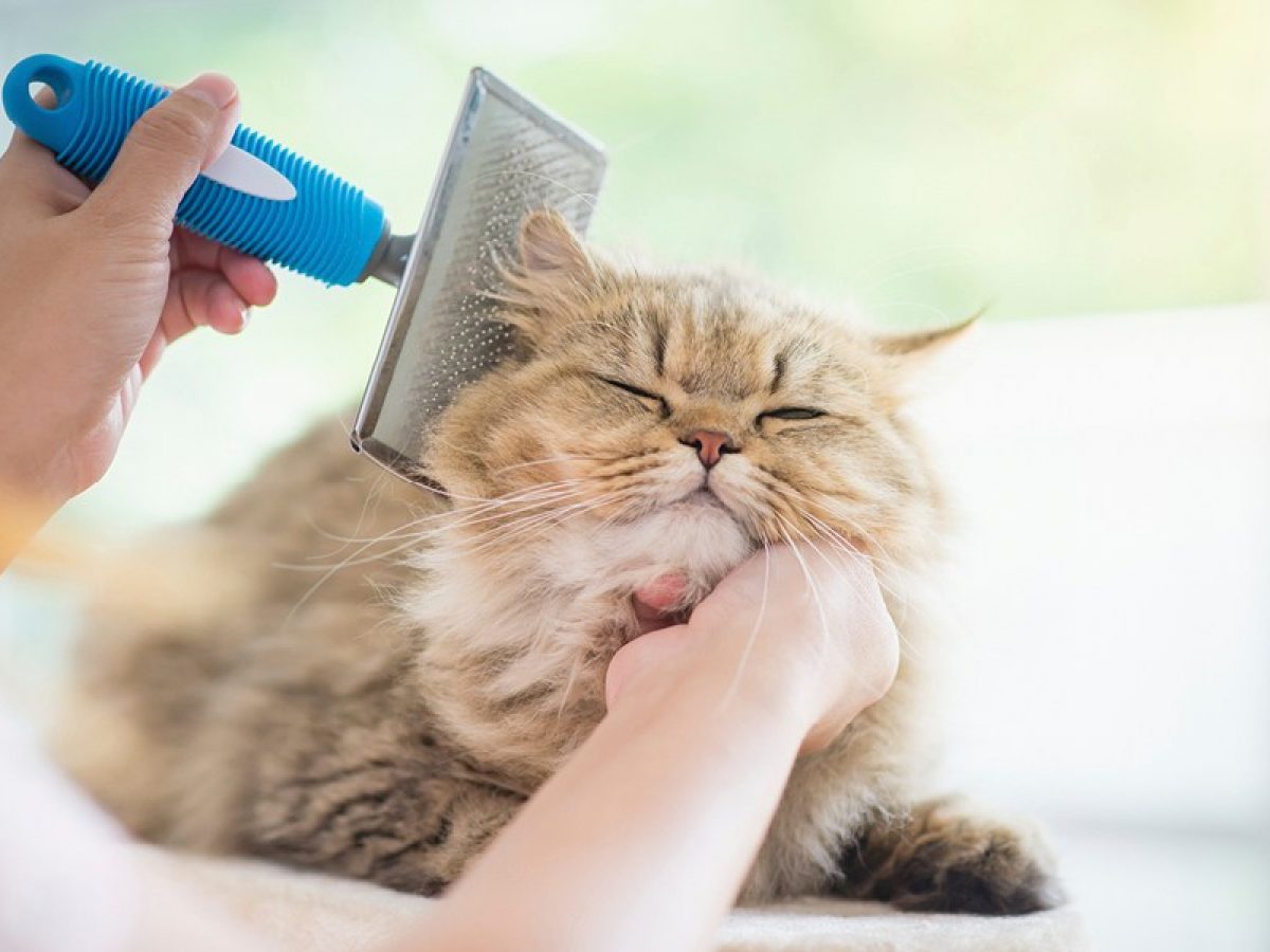 Does your cat have excessive shedding? See what it could be.