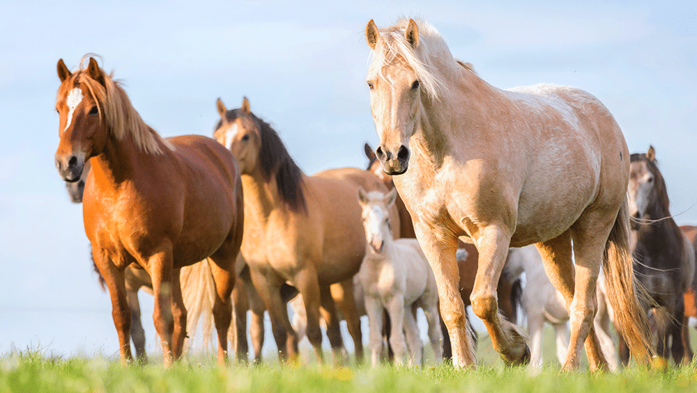 Domestic Horses: Care for Your Equine Companion